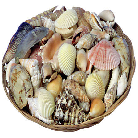 10" Basket w/Assorted Shells